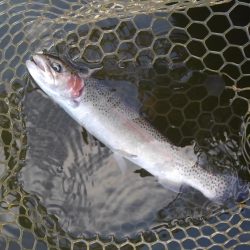 大安トラウトレイク 釣果